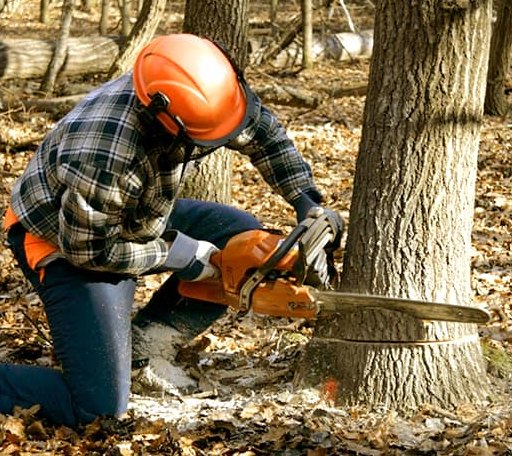 Tree Removal in Tallassee, TN
